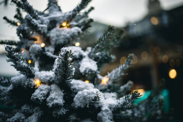 Conte um conto!: “ A lenda da Árvore de Natal, segundo Molière - LusoMagyar  News